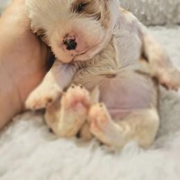 Cavalier King Charles Spaniel and Old Time Scotch Collie Puppies from Pleasant Meadows