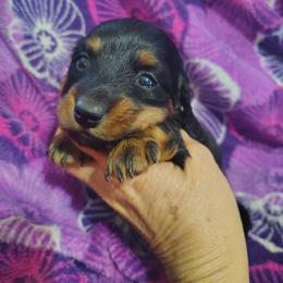 Girl 2 - Black and tan female Dachshund puppy in Clayton, Indiana from Love Struck Miniature Dachshunds