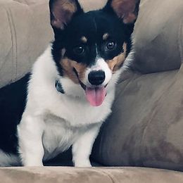 Bibi - Pembroke Welsh Corgi