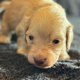 Blondie - Cream female Dachshund puppy in Hawley, Texas from Foxy’s Dachshunds & Toy Aussies