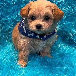 Cavapoos and Maltipoos from Knight Pups