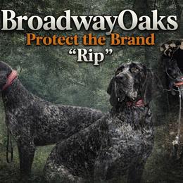Rip - Bluetick Coonhound