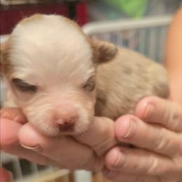 Zoie - Red merle female Toy Australian Shepherd puppy in Windom, Texas from Wild Farm Puppies