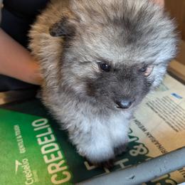 Pink girl - Black and silver female Keeshond puppy in Fayetteville, Tennessee from Erbekees-Keeshonden
