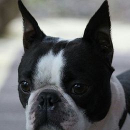 Boston Terrier All Grown Up from Debra Hartwig’s Boston Terriers