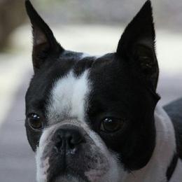 Boston Terrier All Grown Up from Debra Hartwig’s Boston Terriers