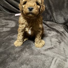 Goldendoodle Puppies from Simply Mini Goldendoodles