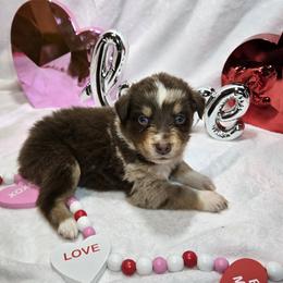 Ralphie - Red merle male Australian Shepherd puppy in Peach Bottom, Pennsylvania from Arcadia Australian Shepherds