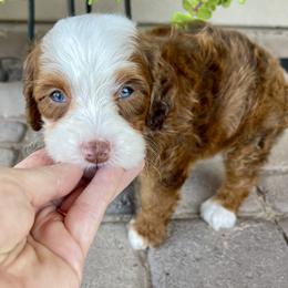 Coco - Tri-color female Bernedoodle puppy in Superior, Arizona from Mountain Bridge Doodles