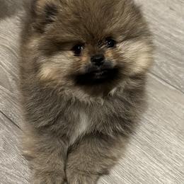 Pomeranian Puppies from Lori’s Precious Poms