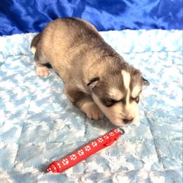 Sawyer - Gray and white male Siberian Husky puppy in Vail, Iowa from Homegrown Huskies