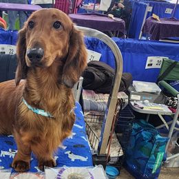 Brittanys and Dachshunds from Mayder Falk Dachshunds & Brittanys of Township Line