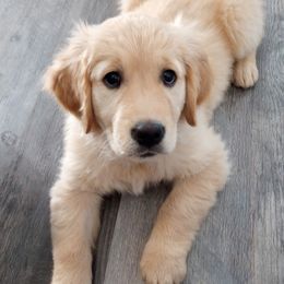 Edith - Golden female Golden Retriever puppy in Great Falls, Montana from VS Golden Fields