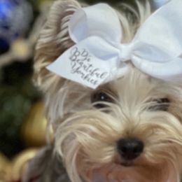 Yorkshire Terriers from Dj’s House of Yorkies