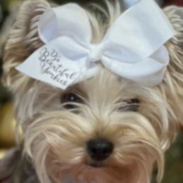 Yorkshire Terriers from Dj’s House of Yorkies