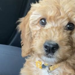 Goldendoodles from Cozy Cove Goldendoodles