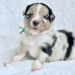 Green collar - Blue merle male Aussiedoodle puppy in 32046, Florida from River Hill Ranch