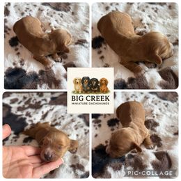 Beau - Red male Dachshund puppy in Durant, Oklahoma from Big Creek Mini Dachshund