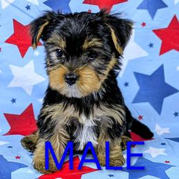 Boy 3 - Black and tan male Yorkshire Terrier puppy in Bay County, Florida from Love My Yorkie Babies