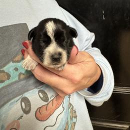 Brown Boy - Parti male Miniature Schnauzer puppy in Oneonta, Alabama from Murphree Valley Kennels