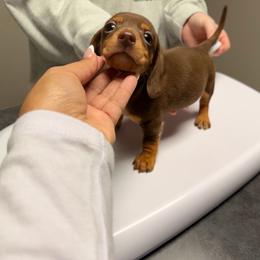 Maple - Chocolate and tan female Dachshund puppy in Magnolia, Texas from Carrie’s Countryside Dachshunds
