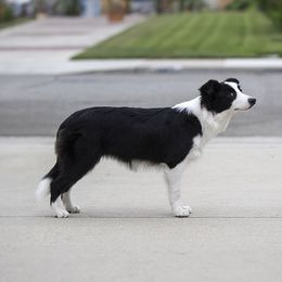 Rumly - Border Collie