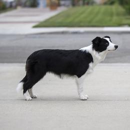 Rumly - Border Collie