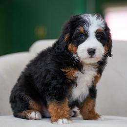 Valen - Tri-color male Bernedoodle puppy in Dundee, Ohio from Down Home Doodle