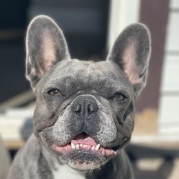 Rubi - French Bulldog