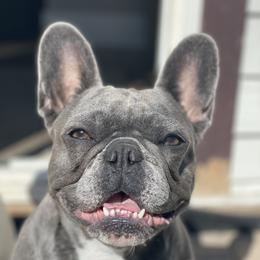 Rubi - French Bulldog