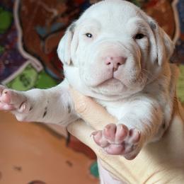 Male 1 - White and liver brown male Dalmatian puppy in Lake Mathews, California from Bully Market
