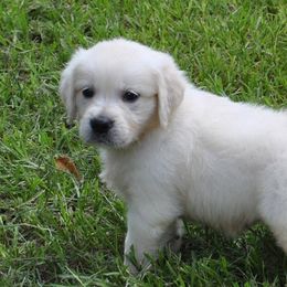 Golden Retrievers from Hidden Meadow Goldens