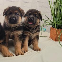 Girl 1 - Black and red female German Shepherd puppy in Nokesville, Virginia from Blauen Bergen