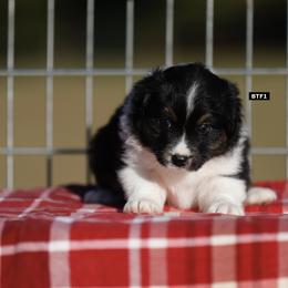 BTF1 - Black tri-color female Australian Shepherd puppy in Warm Springs, Georgia from Out West Aussies