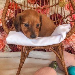 Dachshund Puppies from Mill Creek Dachshunds