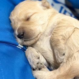 Emmitt - Apricot male Goldendoodle puppy in Zeeland, Michigan from Dandelion Lane Doodles