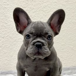 French Bulldog Puppies from Cali Rooted Bullyz