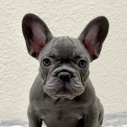 French Bulldog Puppies from Cali Rooted Bullyz