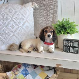 AKC Meet Jasper :) - Piebald male Dachshund puppy in Centerville, Iowa from Barnyard Dachshunds, Dals & Doodles