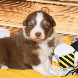 Honey - Red tri-color female Australian Shepherd puppy in Kirksville, Missouri from BellSharps Australian Shepherds