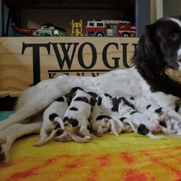 Drentsche Patrijshond and Spinone Italiano Puppies from Two Gun Kennels