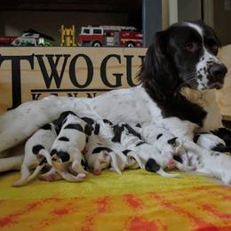 Drentsche Patrijshond and Spinone Italiano Puppies from Two Gun Kennels