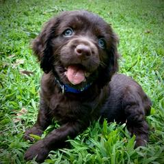 Blue Collar - Dark brown male Boykin Spaniel puppy in Greenwood, South Carolina from Boykins Finest Kennels