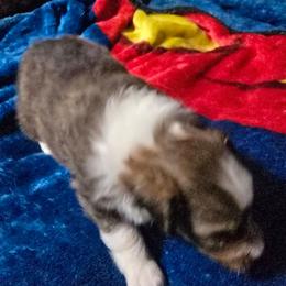 Oliver - Sable & white male Toy Shetland Sheepdog puppy in Houston, Texas from LaLa's Lilliputian Lassies