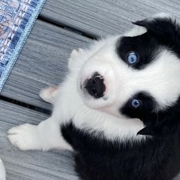 the Avenger - Black & white Australian Shepherd puppy in Palmer, Massachusetts from Lil' Blue Blessings