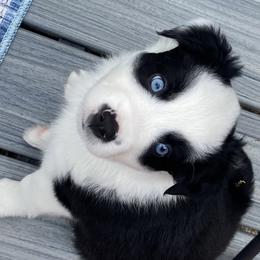 the Avenger - Black & white Australian Shepherd puppy in Palmer, Massachusetts from Lil' Blue Blessings