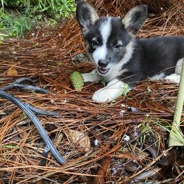 Pembroke Welsh Corgi Puppies from Dalton Family Corgis