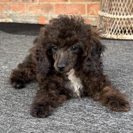 Rusty Girl - Sable female Poodle puppy in Southfield, Michigan from Standard Hearts