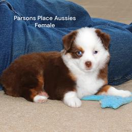 Little Miss - Red tri female Toy Australian Shepherd puppy in Chandler, Oklahoma from Parsons Place Aussies