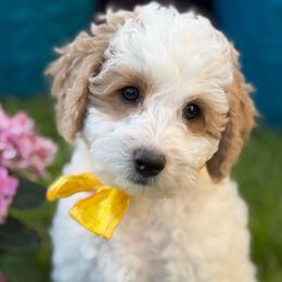 Parsley - male Cavapoochon puppy in North Lawrence, Ohio from Liberty Pups